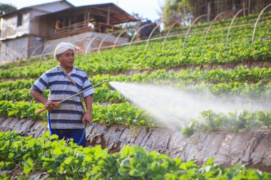 Chiangmai Tayland - 9 Ocak: organi püskürtme çilek çiftçi