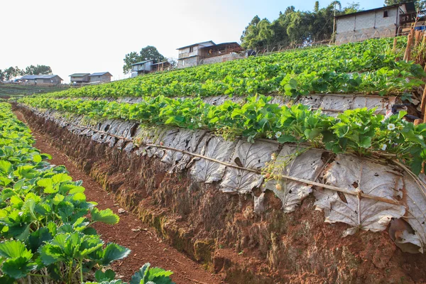 Campo de granja de plantación de fresas en angkhang chiangmai norte — Foto de Stock