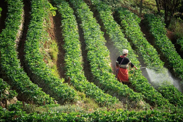 Thai dara-ang hegy törzs doi angkhang chiangmai Észak-t — Stock Fotó