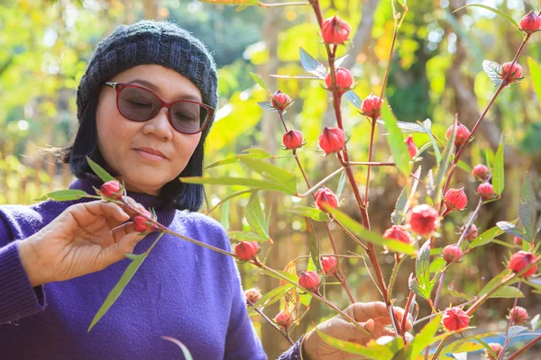 Tarım ekimi kadın ve kırmızı roselle fabrikasında — Stok fotoğraf