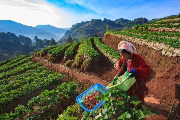 Chiangmai Thajsko - Jan 11: jahody farmář sklízí org — Stock fotografie