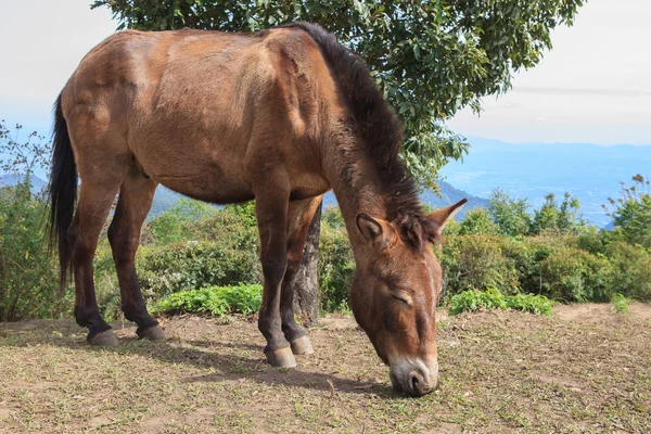 Thai caballo doméstico comer hierba en rancho granja campo — Foto de Stock