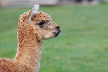 yeşil alana kahverengi alpaka baş shot kadar kapatın