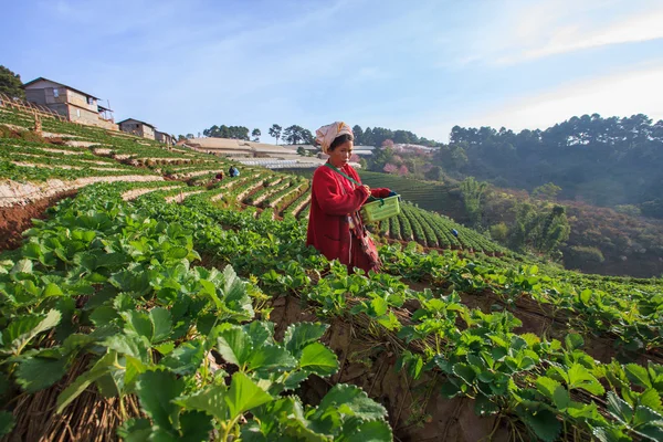 CHIANGMAI THAILAND - JAN 11 : strawberries farmer harvesting org — Stock Photo, Image