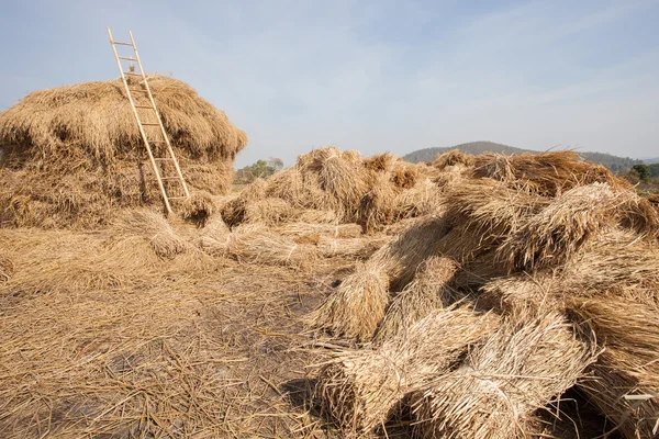 Dry rice straw after farmer harvesting season stock for cattle f — Stock Photo, Image