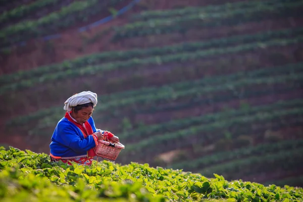 CHIANGMAI THAILAND - JAN 11 : strawberries farmer harvesting org — Stock Photo, Image