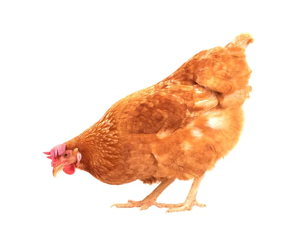 Corpo inteiro de galinha de frango marrom de pé isolado backgroun branco — Fotografia de Stock