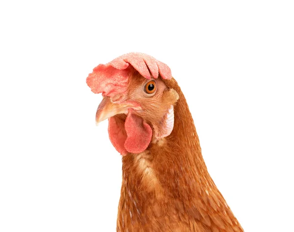 Close up portrait head of brown female egg hen beautiful plumag — Stok Foto