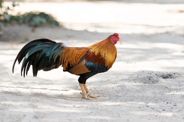 Thai domestic fighting cock standing on dirt field — Stock Photo, Image