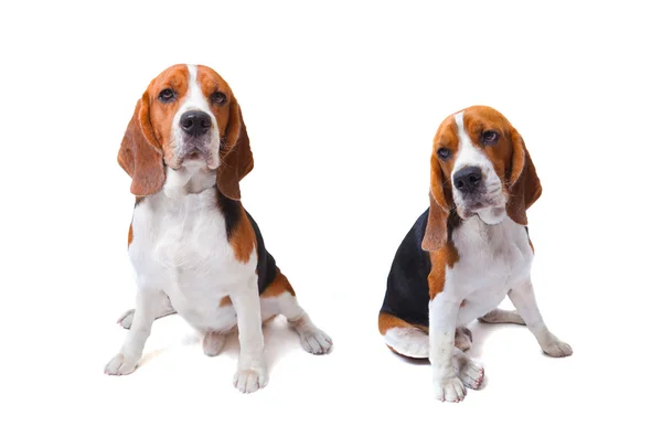 Dwa psy beagle siedzi na białym tle wykorzystania zwierząt i — Zdjęcie stockowe