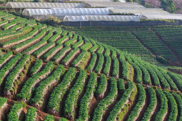 Plantación de fresas campo agrícola orgánico doi angkhang ch —  Fotos de Stock