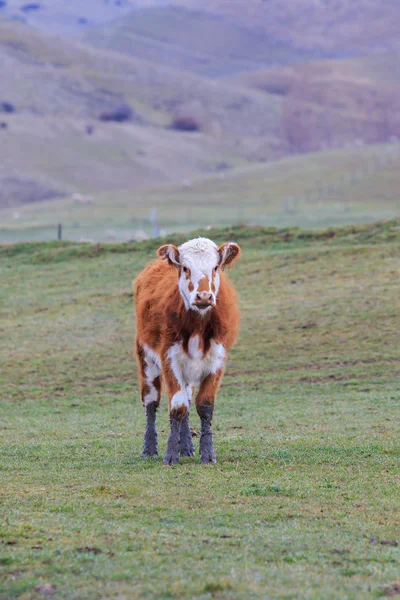 Ternak sapi di ladang baru Zealand — Stok Foto