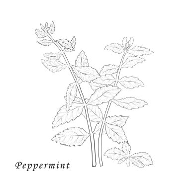 Beyaz El Nane Şekeri Bitkisi 'nde izole edilmiş.