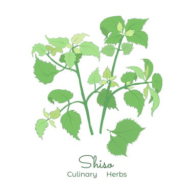 Shiso veya Perilla Mint 'in el çizimi resmi