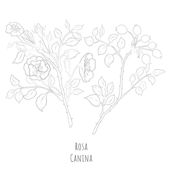 Ručně Kreslené Náčrt Rosa Canina Nebo Pes Růže Silueta Rostliny — Stockový vektor