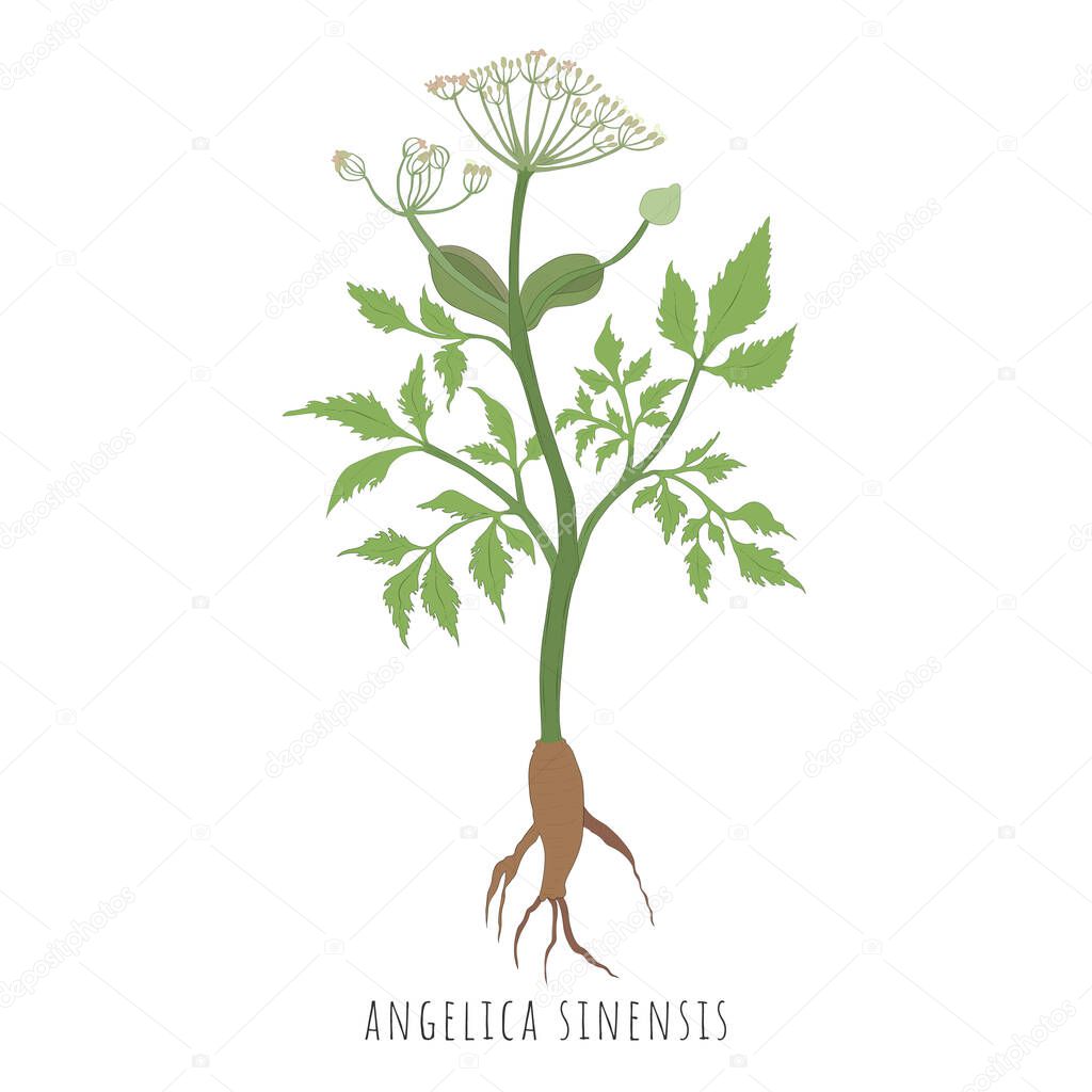 Hand Drawn Sketch of Angelica sinensis, dong quai with color. Vibrant Female Ginseng Plant Isolated on White Background. Ideal for Magazine, Recipe book, Poster, Cards, Menu cover, any Advertising.