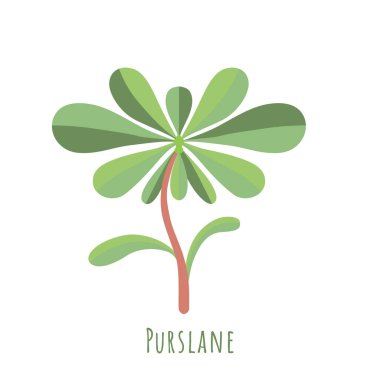 Tek bir Purslane bitkisi beyaz üzerine izole edilmiş.