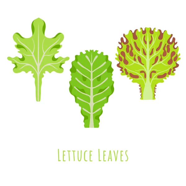 Три відокремлені листя з Леттуса — стоковий вектор