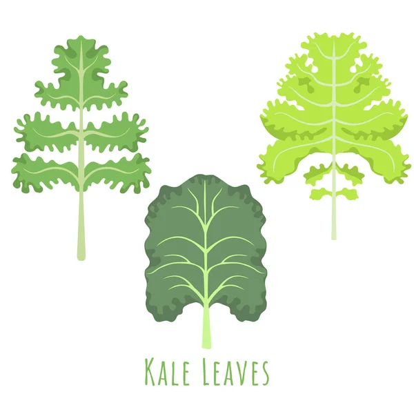 Trois feuilles différentes isolées du chou frisé — Image vectorielle