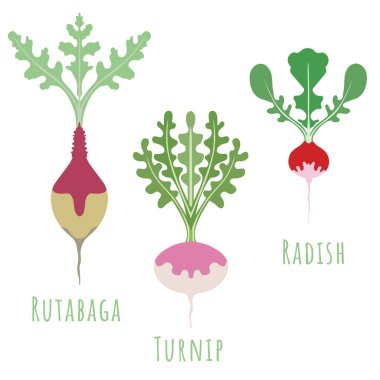 Rutabaga, turp ve turp beyaza izole edilmiş.