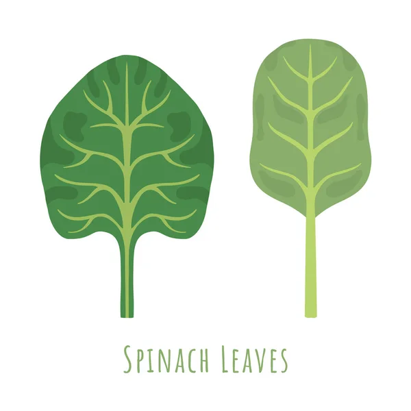 Два відокремлених листя шпинату — стоковий вектор