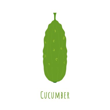 Tek bir yeşil salatalık beyaza izole edilmiş.