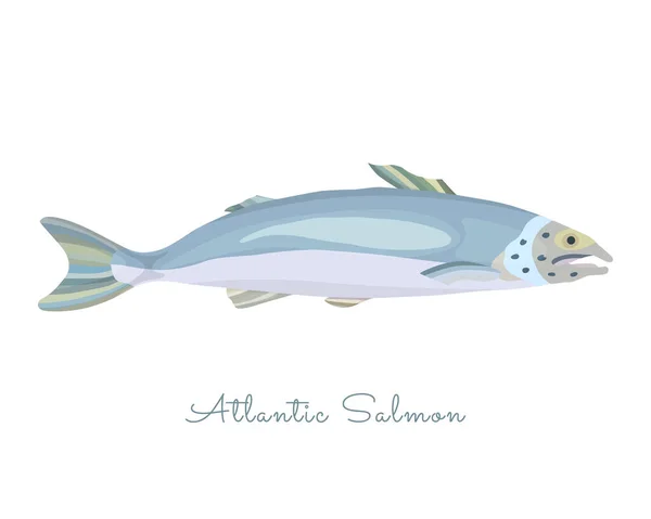 フラットスタイルで作られた1つの独立したサーモンの魚 輪郭のない色のサーモン 光のまぶしさと影 新鮮な魚 オメガ3酸の高レベルの健康的なタンパク質海の食品 — ストックベクタ