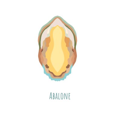 Single and symmetrical Abalone seashell in section clipart