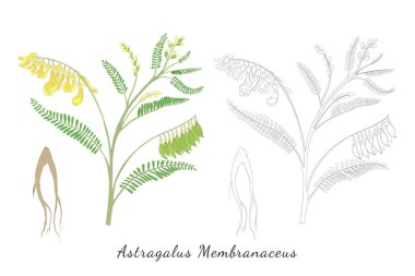 İki El Çizimi Astragalus membranaceus veya Huang Qi renkli ve renksiz. Canlı Huang Qi bitkisi White 'da izole edildi. Dergi, Tarif kitabı, Poster, Kartlar, Menü kapağı vs. için ideal.