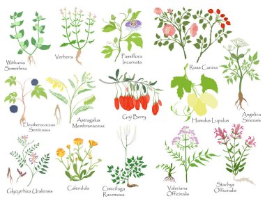 Big set with color filled herbals, berries, roots clipart