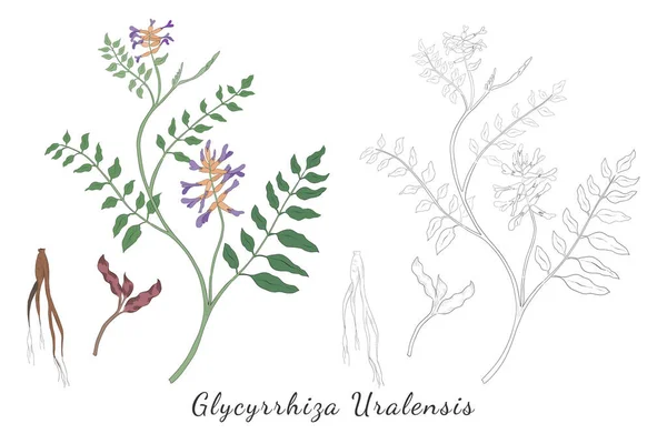 Два Ручних Малюнки Glycyrhiza Uralensis Або Китайського Лікеру Виготовлені Кольору — стоковий вектор
