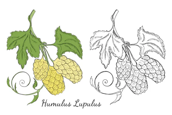 Dos ramas dibujadas a mano de Hop con Conos — Archivo Imágenes Vectoriales