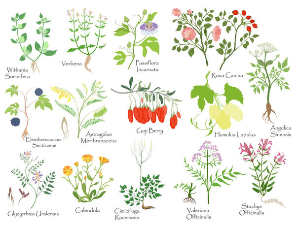 Big set with color filled herbals, berries, roots