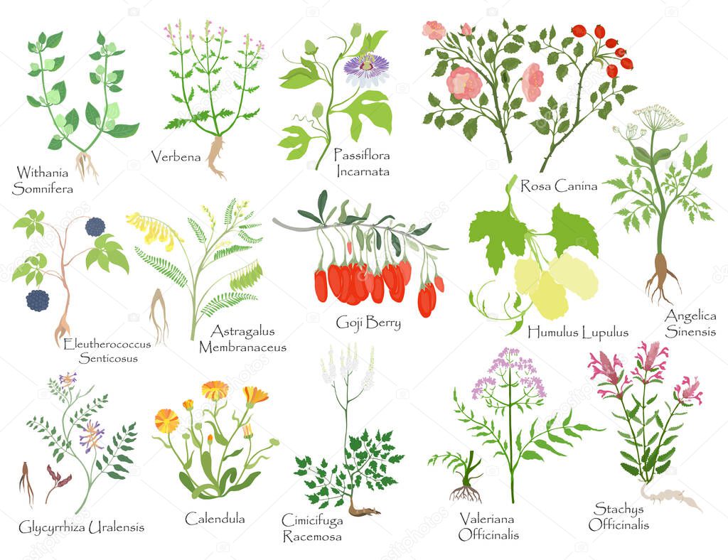 Big set with color filled herbals, berries, roots