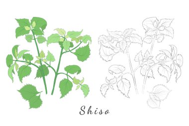 Shiso 'nun İki El Çizimi Resmi ya da Renk Doldurmalı ve Olmayan Perilla Darphanesi. Canlı Shiso Çalıları White 'ta izole edildi. Dergi, Tarif kitabı, Poster, Kartlar, Menü kapağı için ideal..