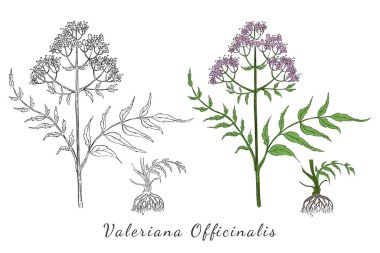 Kökü renkli ve renksiz olan Valerian 'ın İki El Çizimi Şubesi. Latince adı Valeriana Officinalis olan bitkisel bitki beyazı izole eder. Geniş Uygulama Aralığı ile Bitkisel İlaç Bileşeni.