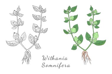 Ashwagandha 'nın iki el çizimi çalıları renklerle ve renksiz, beyaz arka planda izole edilmiş. Latince adı Withania Somnifera olan bitkisel. Geleneksel Hint bitkisel ilaçları broşürü.