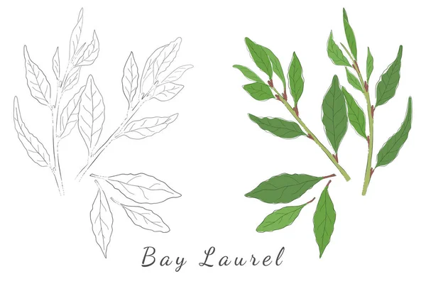 Two Hand Drawn Pictures Laurel Bay Tree Color Fill Лаурель — стоковий вектор