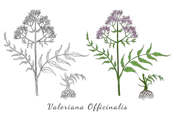 色とせずに作られたルートとバレリアンの2つのハンドドローブランチ ラテン語で Valeriana Officinalis という言葉が白で孤立している 幅広い応用範囲を持つ漢方薬成分 — ストックベクタ