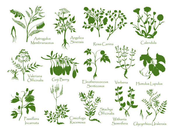 Big set with herbals, berries, roots silhouettes. No contour herbals made in hand drawn style, isolated on white. Ideal for Magazine, Recipe book, Poster, Cards, Menu cover etc.