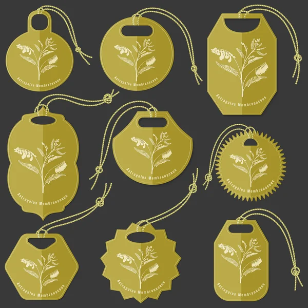 Set van Tags met Huang Qi Herb Silhouet — Stockvector