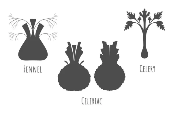 Icônes du céleri-rave, du fenouil et du céleri — Image vectorielle