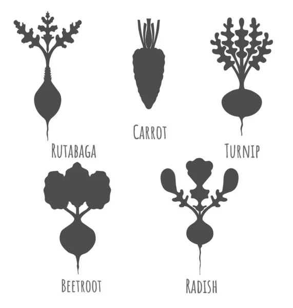 Légumes-racines comestibles communs isolés sur blanc — Image vectorielle