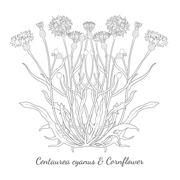 Handgetekende Korenbloem Centaurea Cyanus Geïsoleerd Korenbloem Met Dunne Regelmatige Stippellijnen — Stockvector