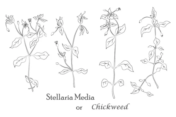 Hand drawn Chickweed or Stellaria media isolated — Stockvector