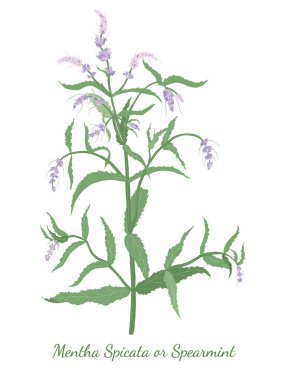 El yapımı nane şekeri ya da Mentha spicata izole edilmiş. Renk dolgulu ve ince dokunuşlu canlı nane şekeri. Dergi, Tarif kitabı, Poster, Kartlar, Menü kapağı için ideal..