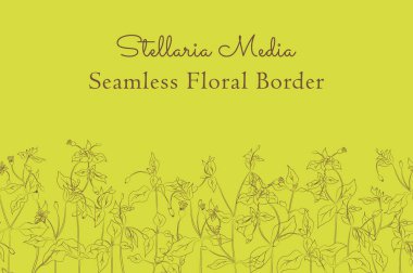 Elle çizilen Stellaria medyasıyla yapılmış kusursuz sınır yatay olarak ayarlandı. Yosun dalları, çiçekler, tomurcuklar, yapraklar, sadece konturdan yapılmış meyveler. Herhangi bir Tasarım, Reklam İçin Kompozisyon vs..