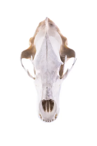 고립 된 곰 두개골 — 스톡 사진