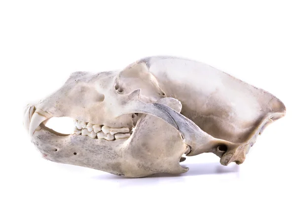 고립 된 곰 두개골 — 스톡 사진