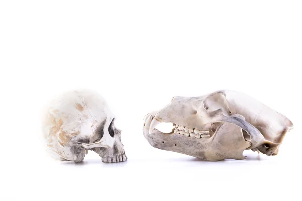 孤立的熊和人类的头颅骨 — 图库照片